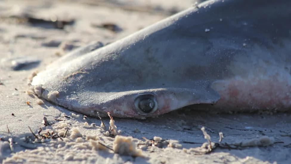 Sixth Great Hammerhead Found Dead in Florida This Year — Scientists Sound Alarm