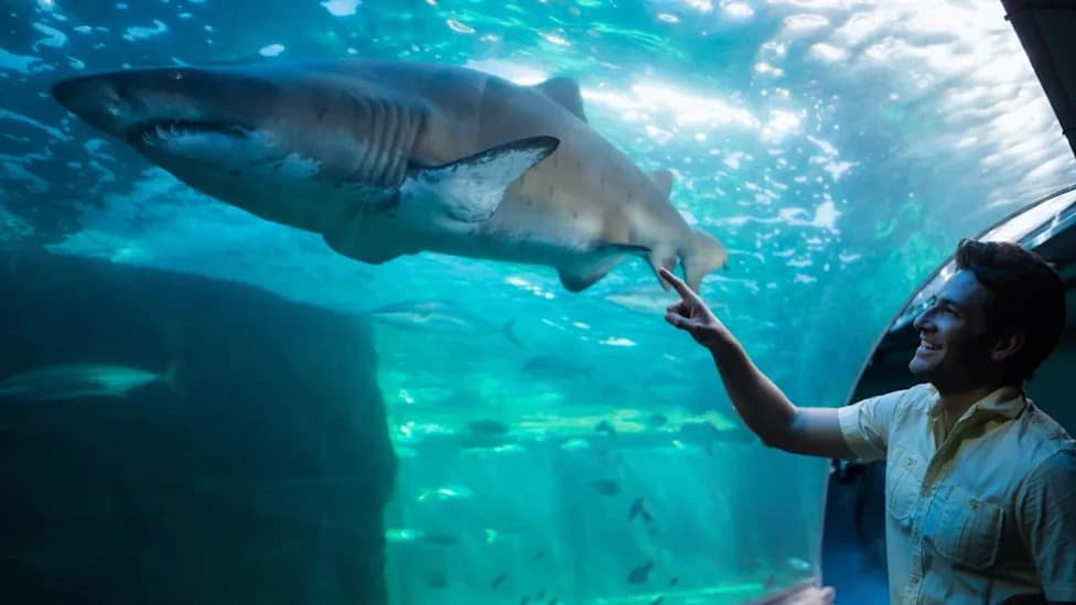 Sharks as Ocean Sensors: How Tagged Makos and Blues Could Improve Hurricane Intensity Forecasts