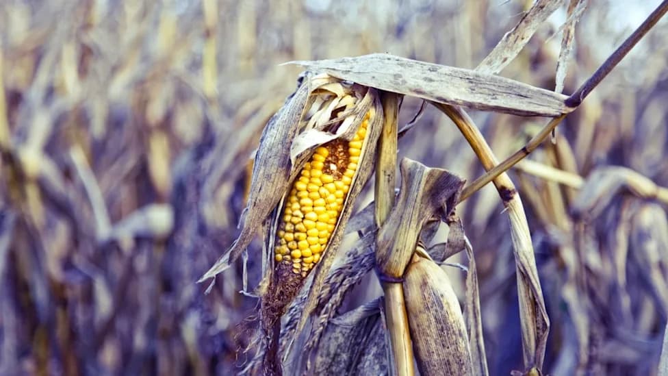 Vegetable Diversity Is Disappearing — And It's Harming Our Health