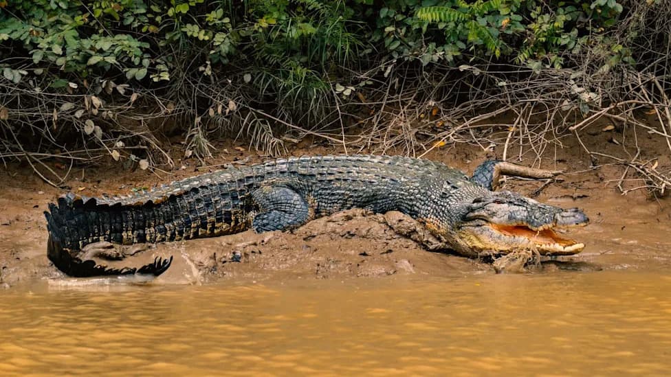 Fatal Crocodile Attack in Sarawak Strains Indigenous Coexistence as Croc Numbers Rebound