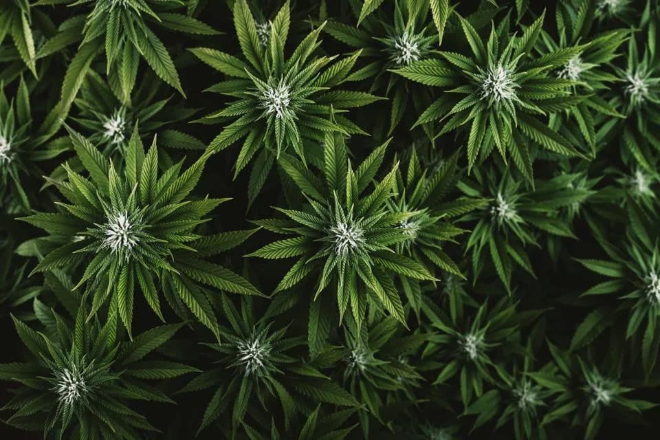 Senate Pushes Federal Hemp THC Ban Back To Dec. 11, Buying Time For Regulation