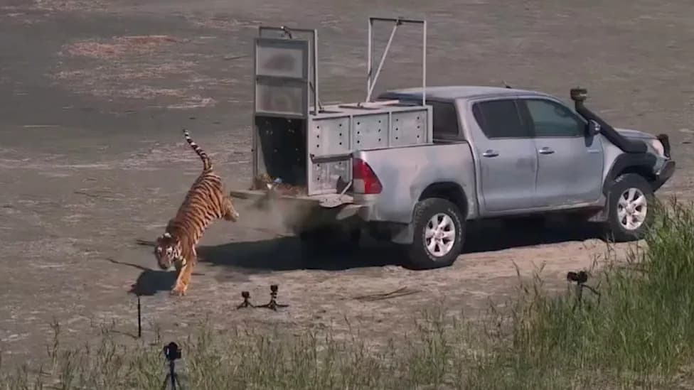 Umit the Amur Tigress Reintroduced to Kazakhstan — First Wild Tiger in 70+ Years