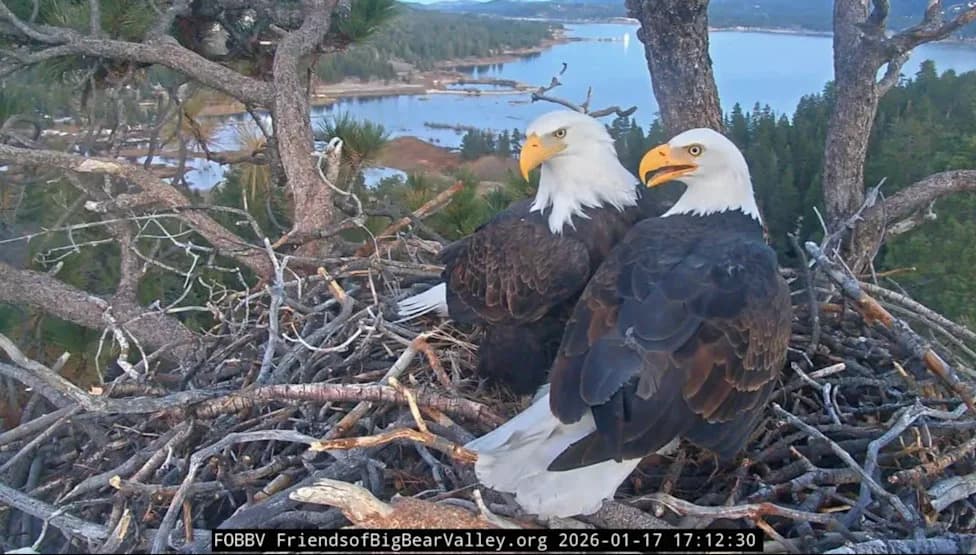 Internet-Famous Bald Eagle Jackie Remains Critically Ill as Rehab Team Fights Severe Anemia