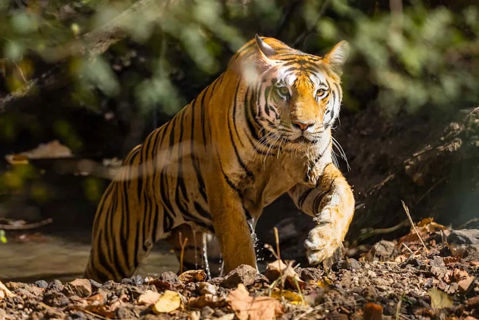 Farmer Found Dead Near Home in Southern India in Suspected Tiger Attack — Search Underway