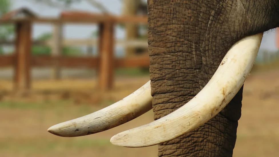 Viral Stunt in Odisha: Man Arrested After Grabbing Wild Elephant's Tusk