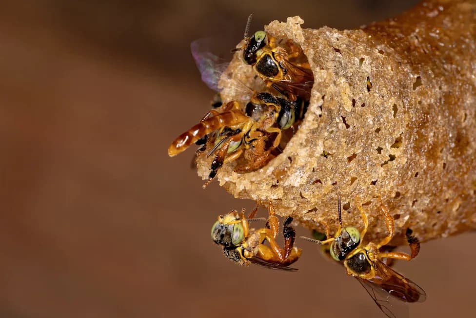 Guarani Community Near São Paulo Races To Save Native Stingless Bees