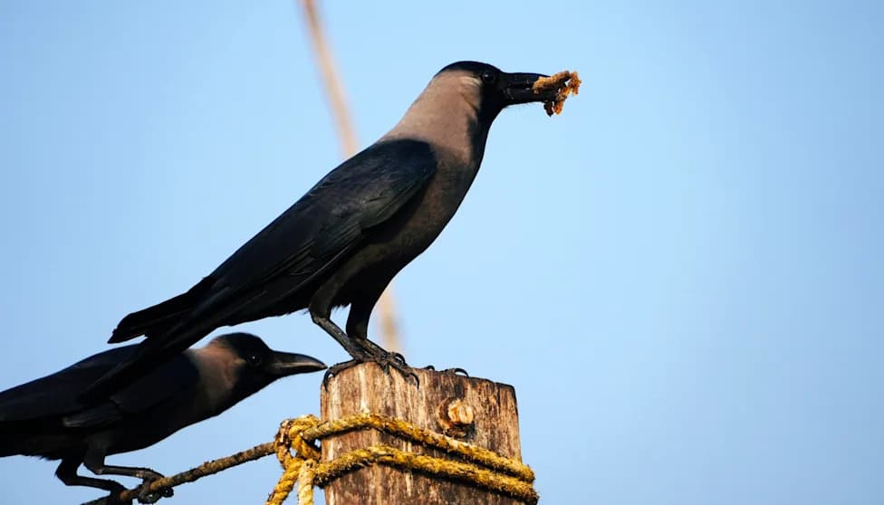 Invasive Indian House Crows Confirmed in Nairobi — Threats to Native Birds and Airport Safety