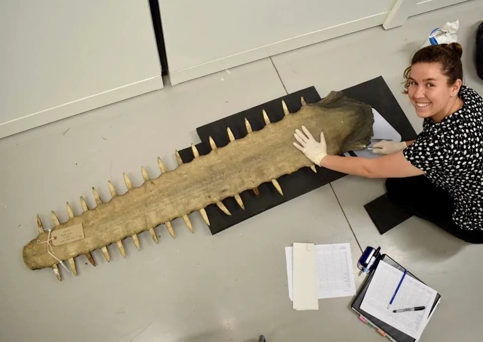 Museum 'Time Capsules' Reveal Massive Genetic Loss in Largetooth Sawfish