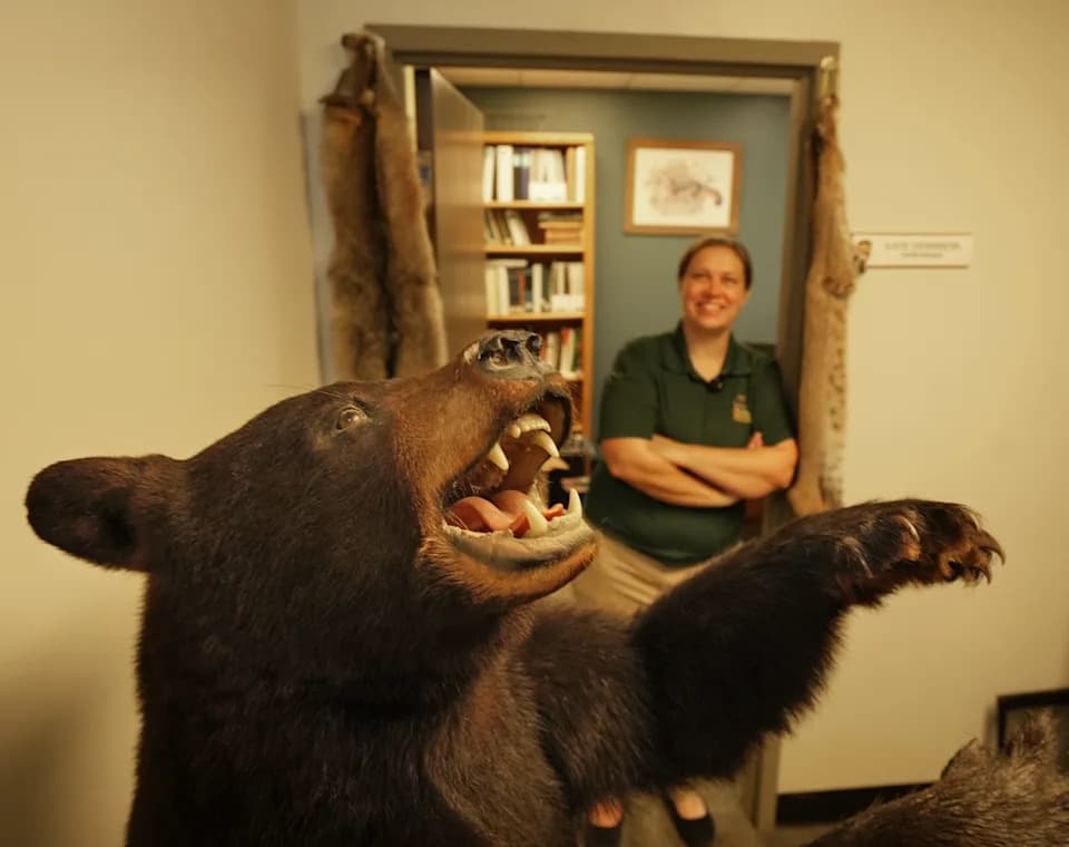 Ohio Sets Record for Black Bear Sightings as Researchers Collar and Monitor Animals