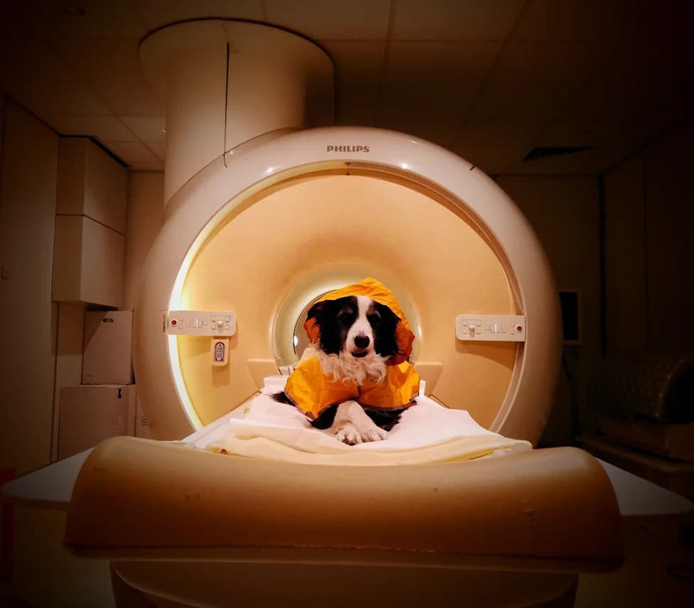 Your Dog Really Can Tell When You're Happy — fMRI Reveals How Dogs Read Human Faces