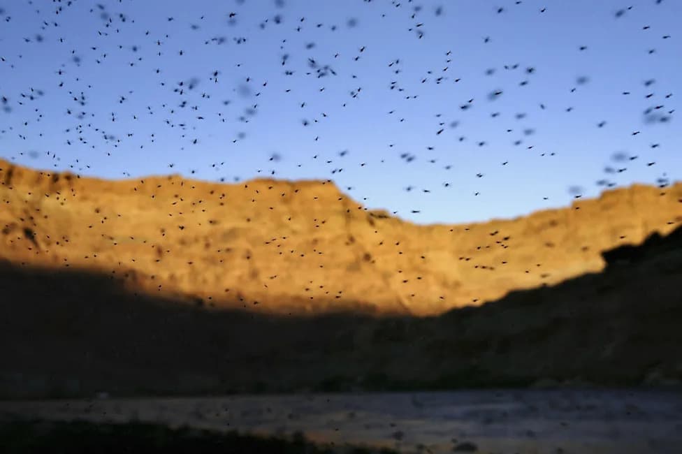 Why Mosquito Numbers Have Fallen — And Why Public Health Experts Are Still Concerned
