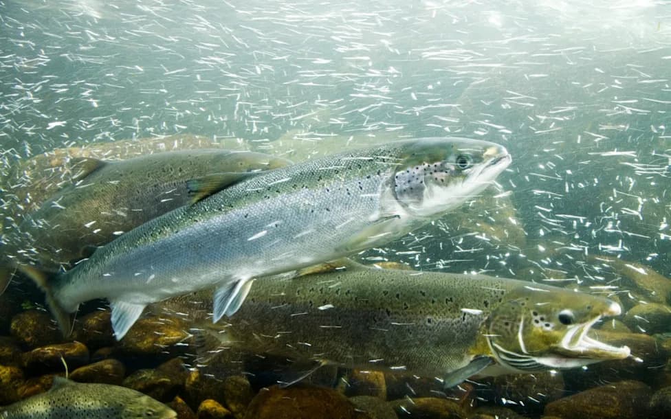 Wild Salmon Facing Mass Deaths As Rivers Reach Record Heat — Urgent Protections Urged