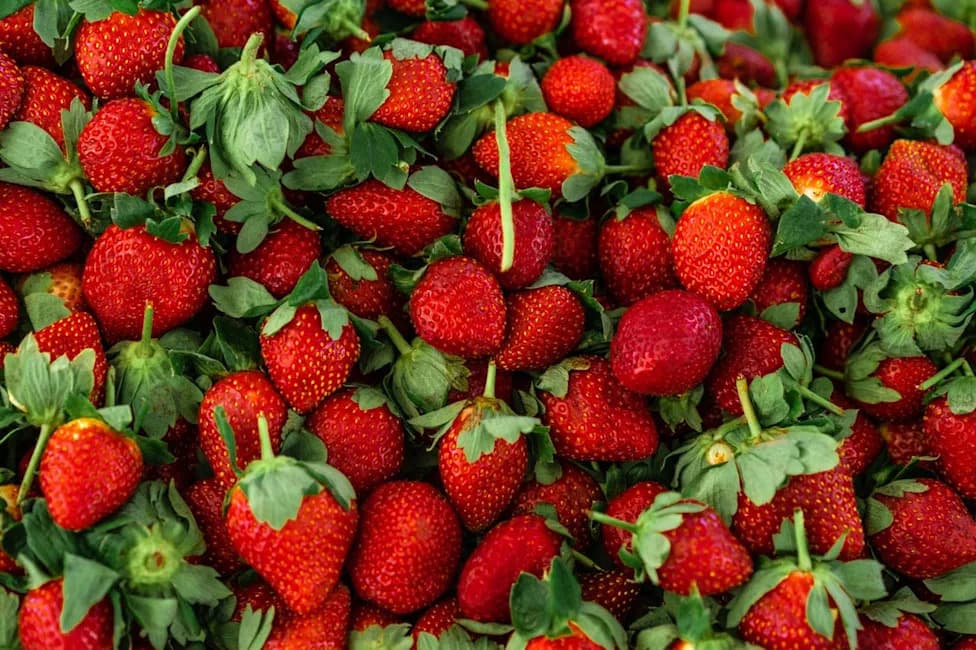 Seaweed Coating Keeps Strawberries Fresh for Days — No Fridge Needed