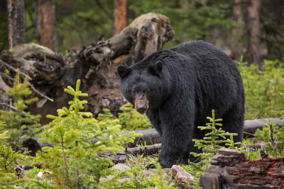 3-Year-Old Airlifted After Black Bear Attack in Maple Ridge; Wounded Bear Still At Large