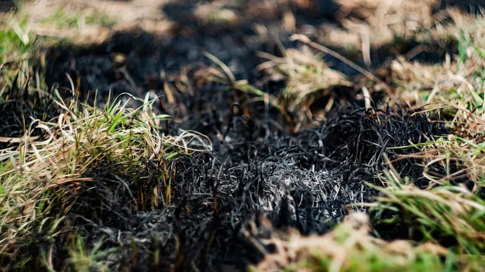 Not Rewilding, But Degraded Peatlands: The Hidden Driver of Britain’s Wildfires
