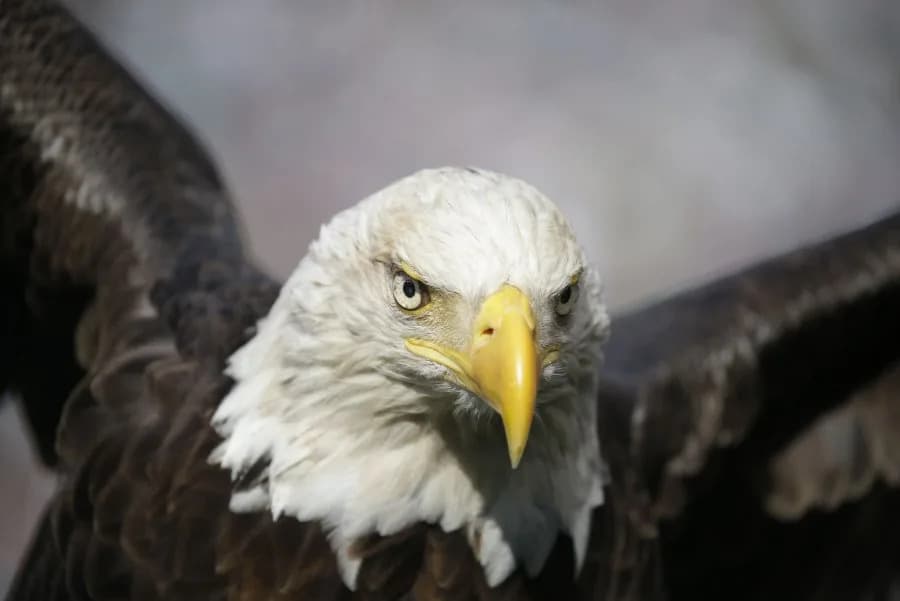 Beloved Bald Eagle Jackie Dies After Weeks in Intensive Care; Cause of Illness Remains Unknown