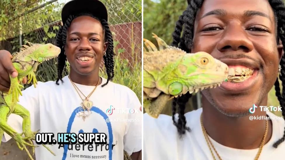 Jamaican Biologist’s TikTok Spotlights Invasive Green Iguana Threat To Endangered Natives