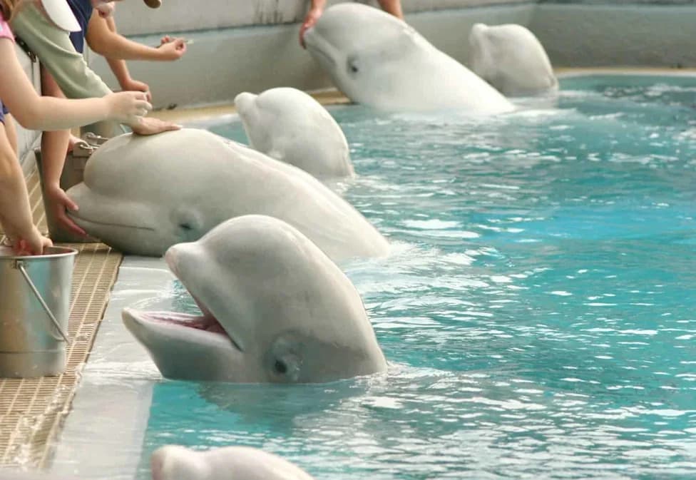 Cranes, Cargo Jets and Care Teams: Inside the Marineland Beluga Rescue