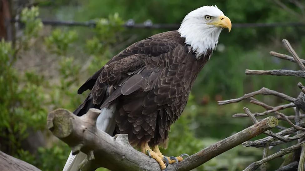 Washington Man Charged After Bald Eagle Found Shot Near His Chickens