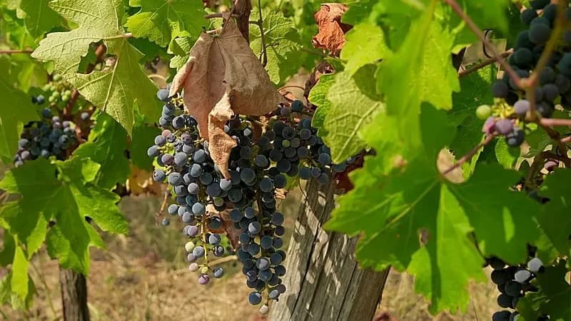 Drought Cuts Villány Grape Harvest by About 30% as Hungary’s Water Crisis Deepens