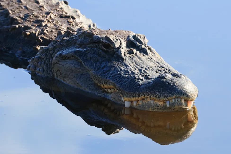 Paddleboarder Races to Rescue Swimmer After Alligator Bite in Silver River