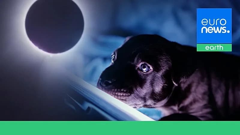 Anxious Dogs, Silent Birds: How Animals React During a Total Solar Eclipse