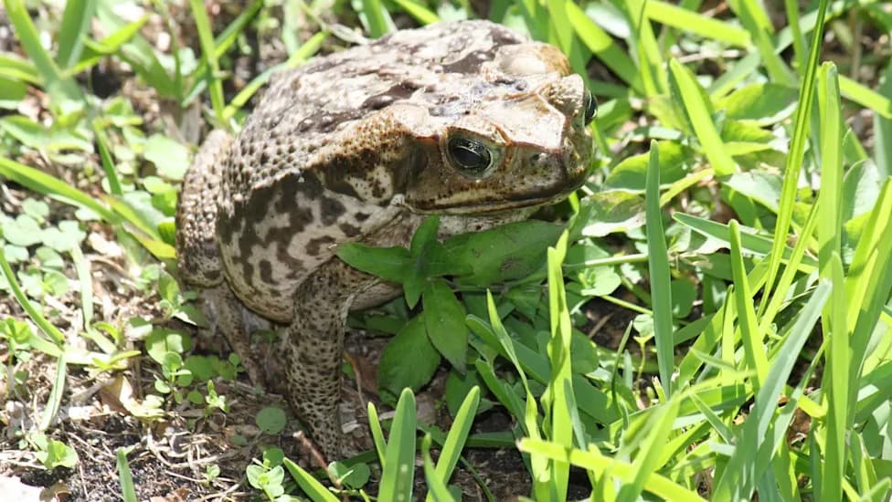 Florida’s Invasive-Species Crisis: Why Pythons Are Only Part Of The Problem