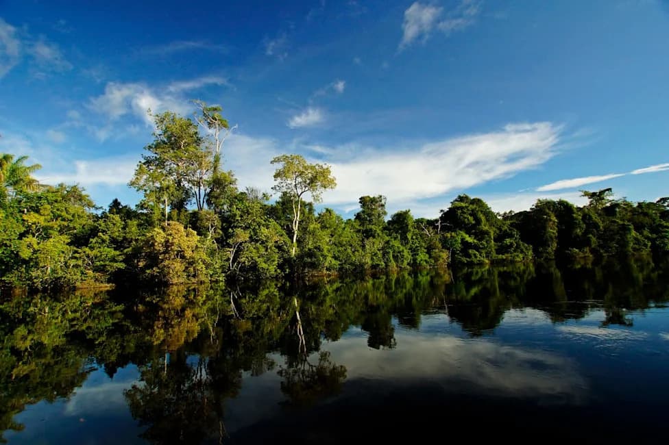 Surprising Resilience: Tropical Trees Can Adjust to Drought, New Study Finds