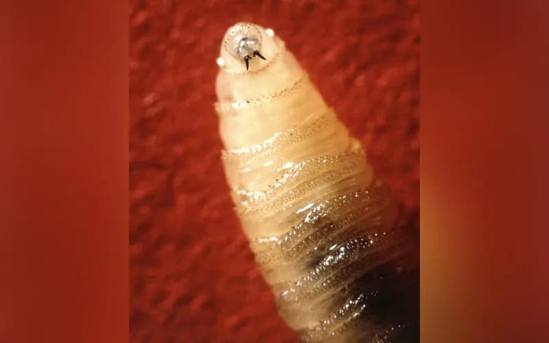 New World Screwworm Cases Rise to 45 in U.S.; Who’s At Risk and How Officials Are Responding