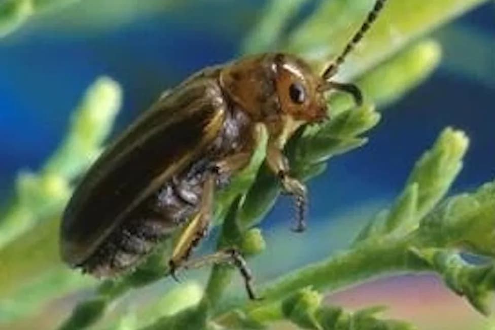 Beetle Biocontrol Backfires: Tamarisk Treatment Strips Nesting Habitat for Endangered Southwestern Flycatchers