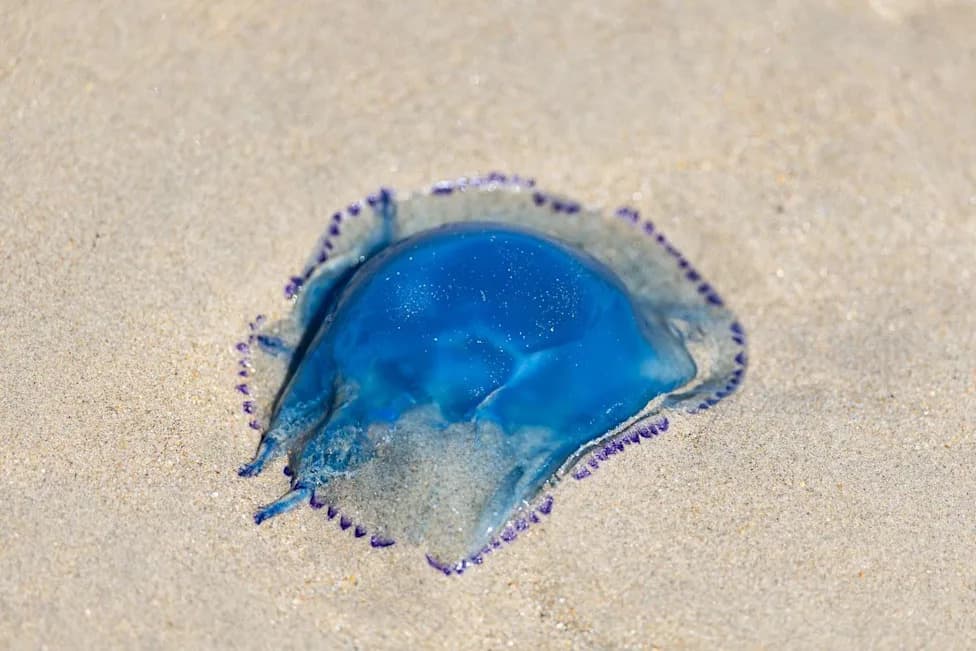 Massive Jellyfish Swarm Forces Partial Shutdown At Gravelines Nuclear Plant For Second Year On Aug. 11