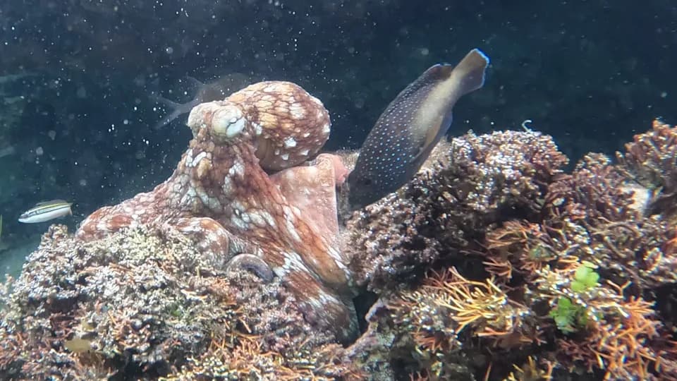 Young Octopuses Stage 'Fight Clubs' — Slapping Territorial Fish and Flashing Warning Patterns