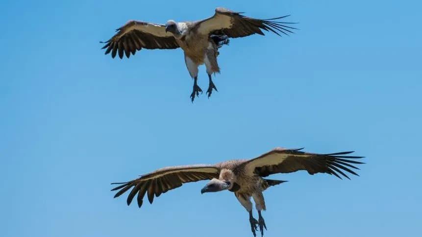 Nigeria's 'Vulture King' Helps Bring Vultures Back From The Brink
