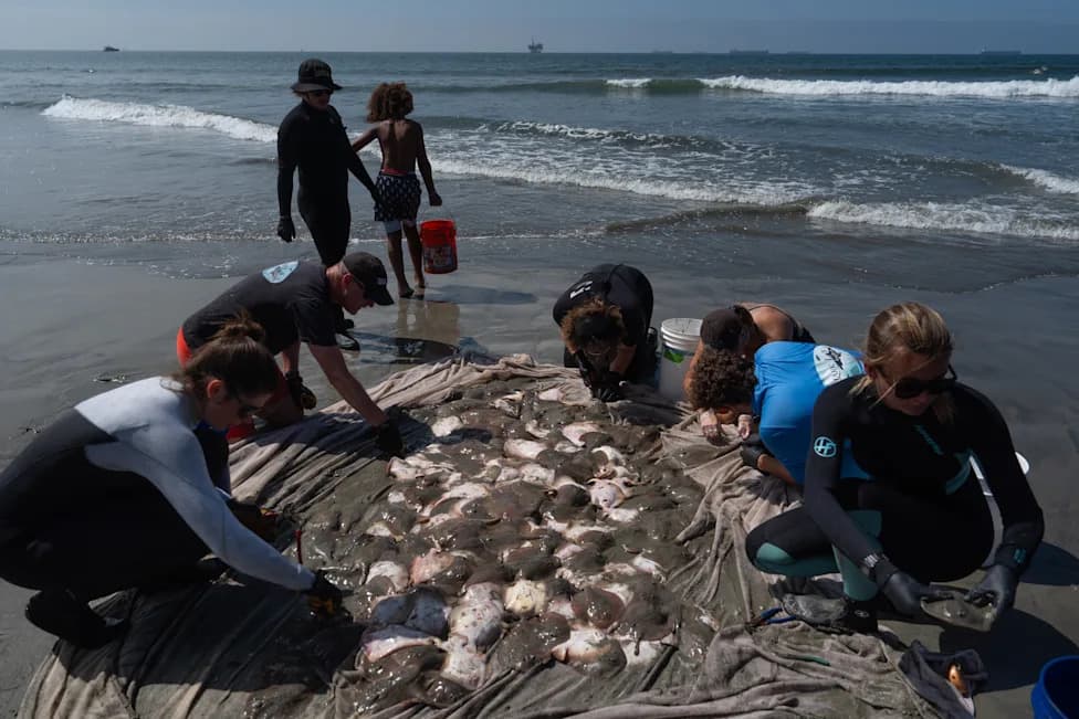 Stingray Stings Surge as Marine Heat Wave and Early El Niño Drive Rays Closer to Southern California Beaches