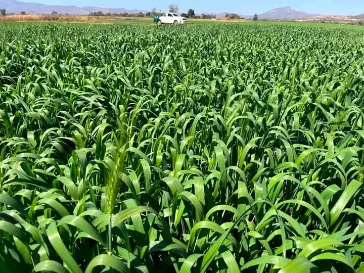 Zimbabwe Begins New Phase Of Land Settlements: 67 BIPPA Farms Returned, 840 Restored, 409 Offered For Purchase