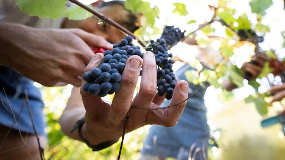 Is Pinot Noir Under Threat? Study Finds Chardonnay More Resilient As Droughts Rise