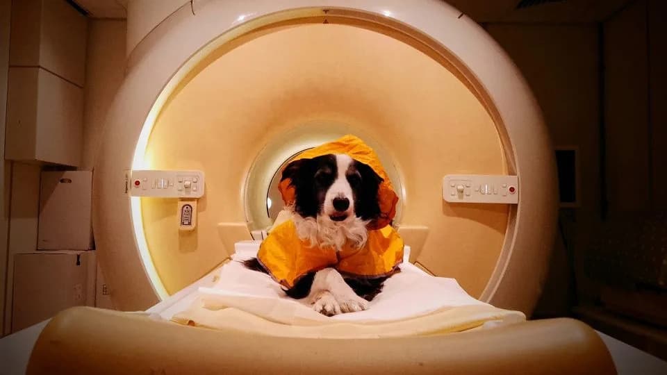 Study Finds Dogs’ Brains Distinguish Human Emotions — Happy Faces Trigger Reward Areas