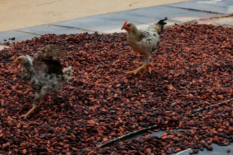 Ghana Cocoa Farmers Urge President To Pause New Land-Use Law Over Unclear Rules