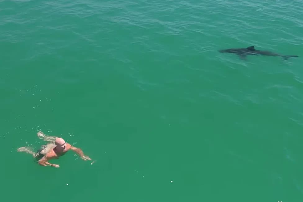 Drone Captures Six Juvenile Great White Sharks Circling Swimmer Off Southern California