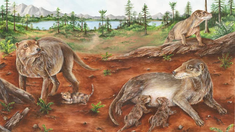 Fossil Suggests Live Birth May Have Evolved 90–95 Million Years Earlier in Mammal Ancestors