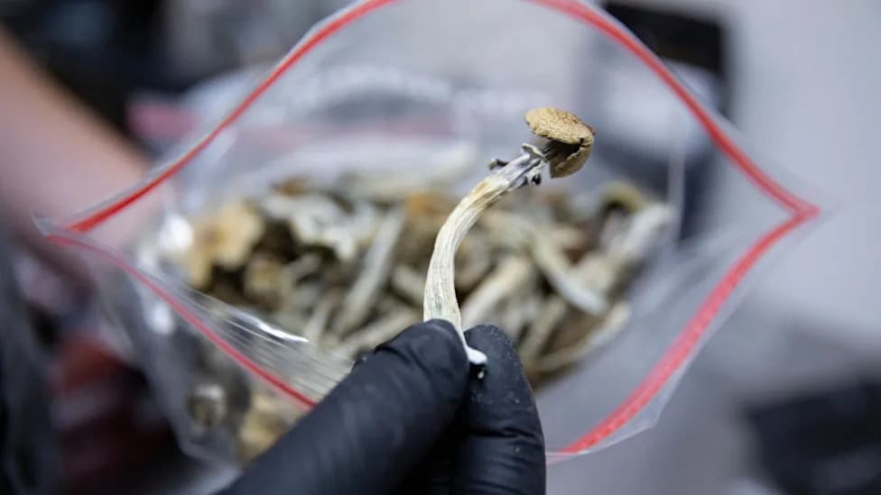 VA Launches PIVOT Trial Testing Psilocybin for Veterans With Treatment-Resistant Depression