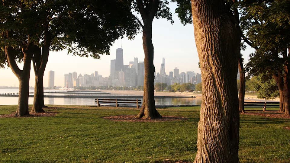Protecting Mature Urban Trees May Save More Lives Than Planting New Ones, Chicago Study Finds