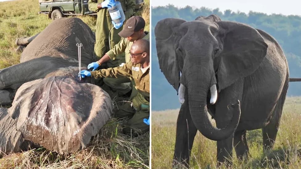 Veterinarians Rush to Treat Injured Elephant Matriarch in Kenya’s Mara