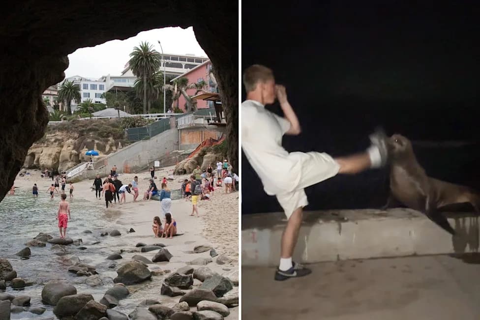 La Jolla Teen Pleads Guilty After Viral Video Shows Him Chasing and Kicking Sea Lion — Faces Federal Penalties