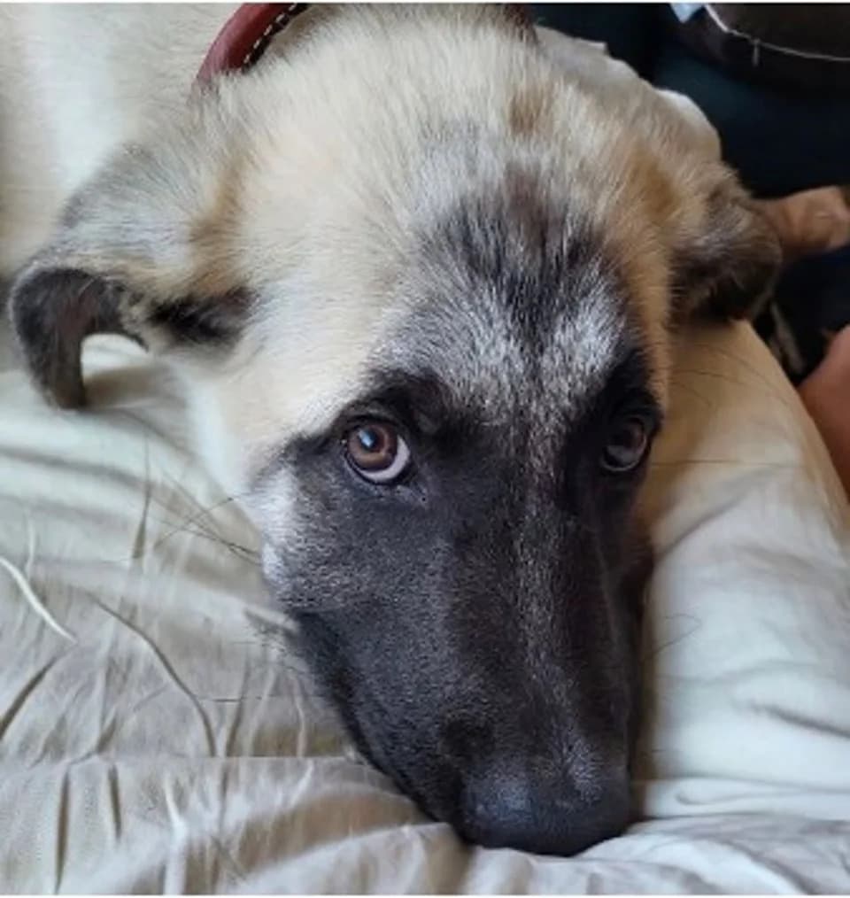 California Dog 'Bruce' Euthanized After U.S. Supreme Court Denies Emergency Appeal