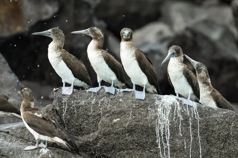 El Niño Drives South American Seabirds Into Panama Bay, A Warning From Warming Oceans