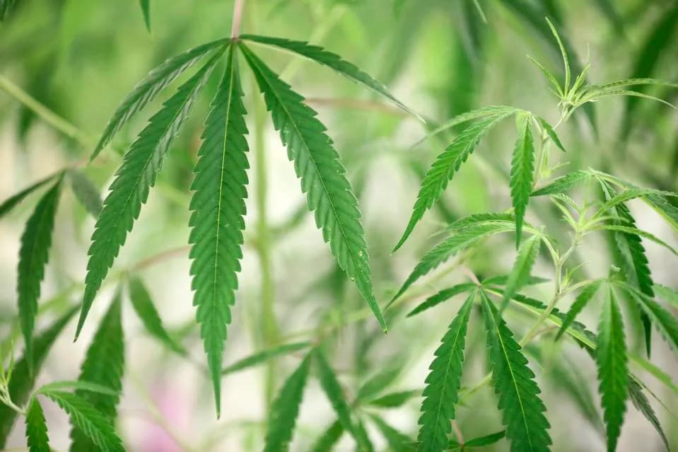 Canada Pledges $24M to Launch National Cannabis and Brain Health Research Consortium