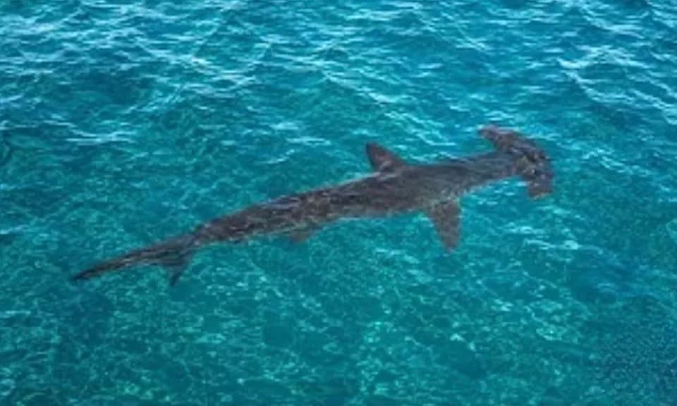 Rare Hammerhead Shark Spotted Near Malibu Pier as El Niño Warms Pacific