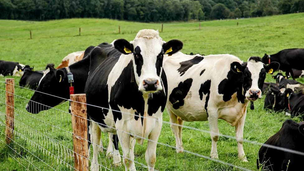 UK Ramps Up Testing and Vaccination as 'Worst' Bluetongue Outbreak Hits 395 Cases