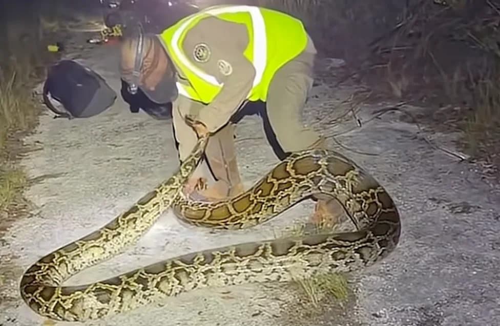 Veteran Hunters Bag 16‑Foot Burmese Python in Everglades; 96 Hatchlings Found
